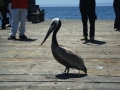 Santa Barbara